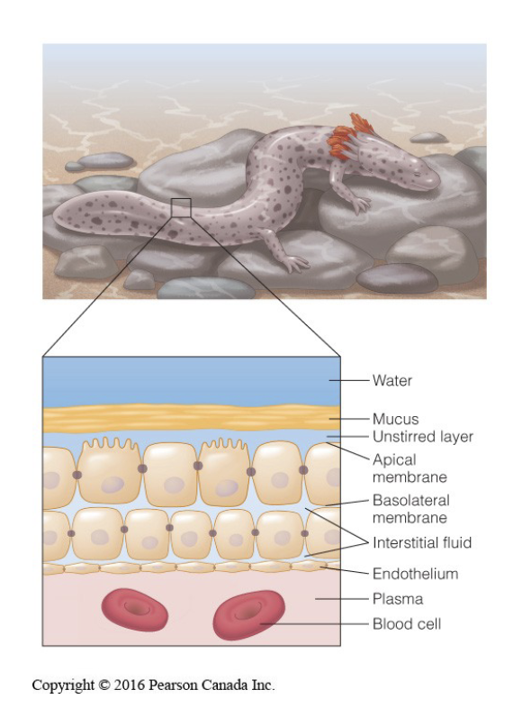 <ul><li><p>osmotic homeostasis</p></li><li><p>ionic homeostasis</p></li><li><p>removal of nitrogen</p></li><li><p>regulators vs conformers</p><ul><li><p>iono, osmo</p></li><li><p>more mechanisms = slower rate of change for conformers (bc more layers between inside and outside)</p></li></ul></li><li><p>must balance osmotically!!</p><ul><li><p>best option is regulation of ions and osmolarity</p></li></ul></li></ul><p></p>