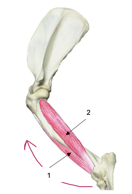 <p>What muscle group is this?</p><p>What muscles are these?</p>