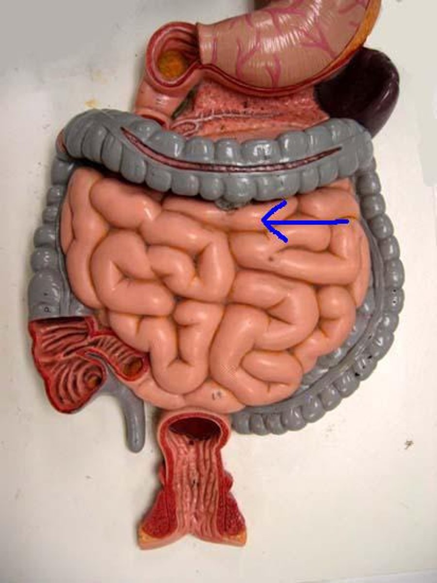 <p>Middle portion of the small intestine. Most nutrient absorption takes place here.</p>