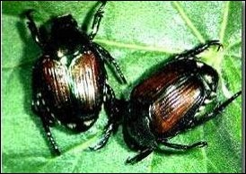 <p>Identify the insect, <strong>order</strong>, and mouthparts</p>