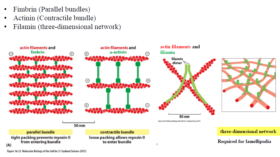 <p>Forskellige crosslinking-proteiner giver forskellige netværk:</p><ul><li><p><strong>Fimbrin</strong> → tætte parallelle bundter</p></li><li><p><strong>α-actinin</strong> → kontraktile bundter</p></li><li><p><strong>Filamin</strong> → tredimensionelle netværk</p></li></ul><p>Figuren viser at netværkets struktur bestemmer dets funktion.</p>