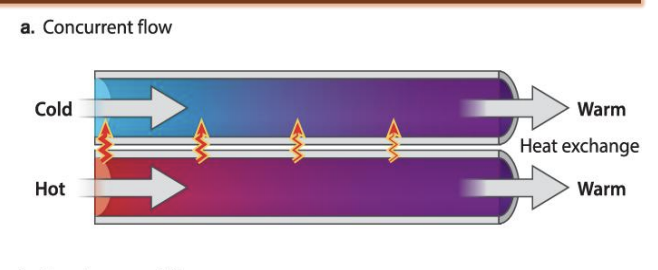 <ul><li><p>less efficient than countercurrent exchange</p><ul><li><p>a steep concentration gradient is not maintained along the length of both tubes. </p></li><li><p>Instead, both tubes will reach an average temperature.</p></li></ul></li><li><p><span style="background-color: inherit; line-height: 19.55px; color: windowtext;">Concurrent</span><span style="line-height: 19.55px; color: windowtext;">&nbsp;</span></p><ul><li><p class="Paragraph SCXO102836771 BCX0" style="text-align: left;"><span style="background-color: inherit; line-height: 19.55px; color: windowtext;">Keep close together -> transfer of heat energy due to flow of hot and cold water in tubes</span><span style="line-height: 19.55px; color: windowtext;">&nbsp;</span></p></li><li><p class="Paragraph SCXO102836771 BCX0" style="text-align: left;"><span style="background-color: inherit; line-height: 19.55px; color: windowtext;">As flow continuous -> some time -> heat exchange at both of end of tube -> water is the avg temp btwn two</span><span style="line-height: 19.55px; color: windowtext;">&nbsp;</span></p><ul><li><p class="Paragraph SCXO102836771 BCX0" style="text-align: left;"><span style="background-color: inherit; line-height: 19.55px; color: windowtext;">Ends the energy merges -> avg of two physical factors</span><span style="line-height: 19.55px; color: windowtext;">&nbsp;</span></p></li></ul></li></ul></li></ul><p></p>