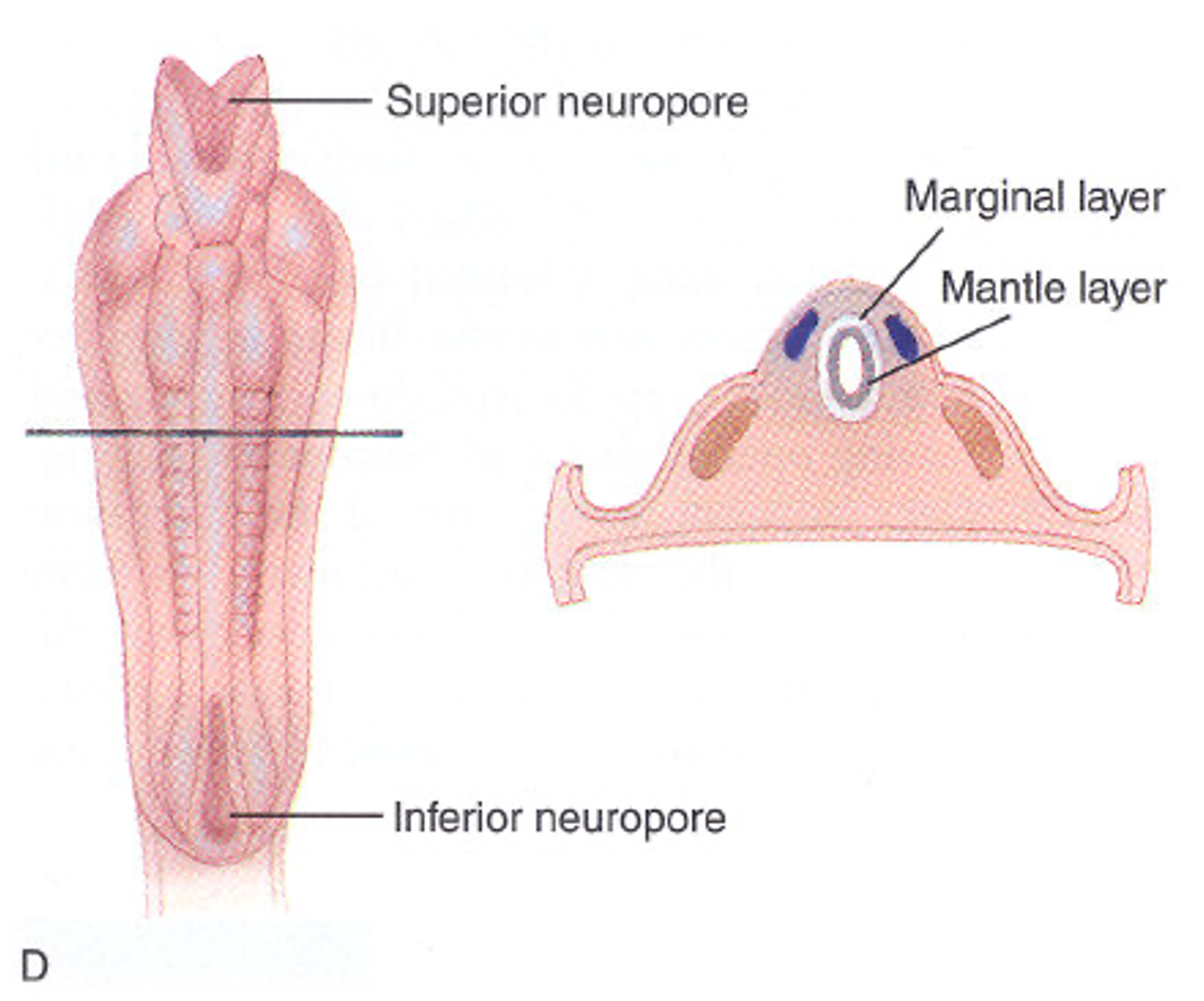 <ul><li><p>the temporary openings at the top and bottom of the neural tube</p></li><li><p>should close around end of week 4</p></li></ul><p></p>