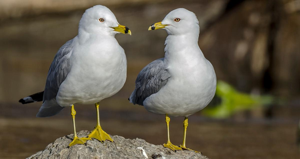 <p>Gray gull with white head —> OLIVE FEET, SOME RING ON BILL</p>