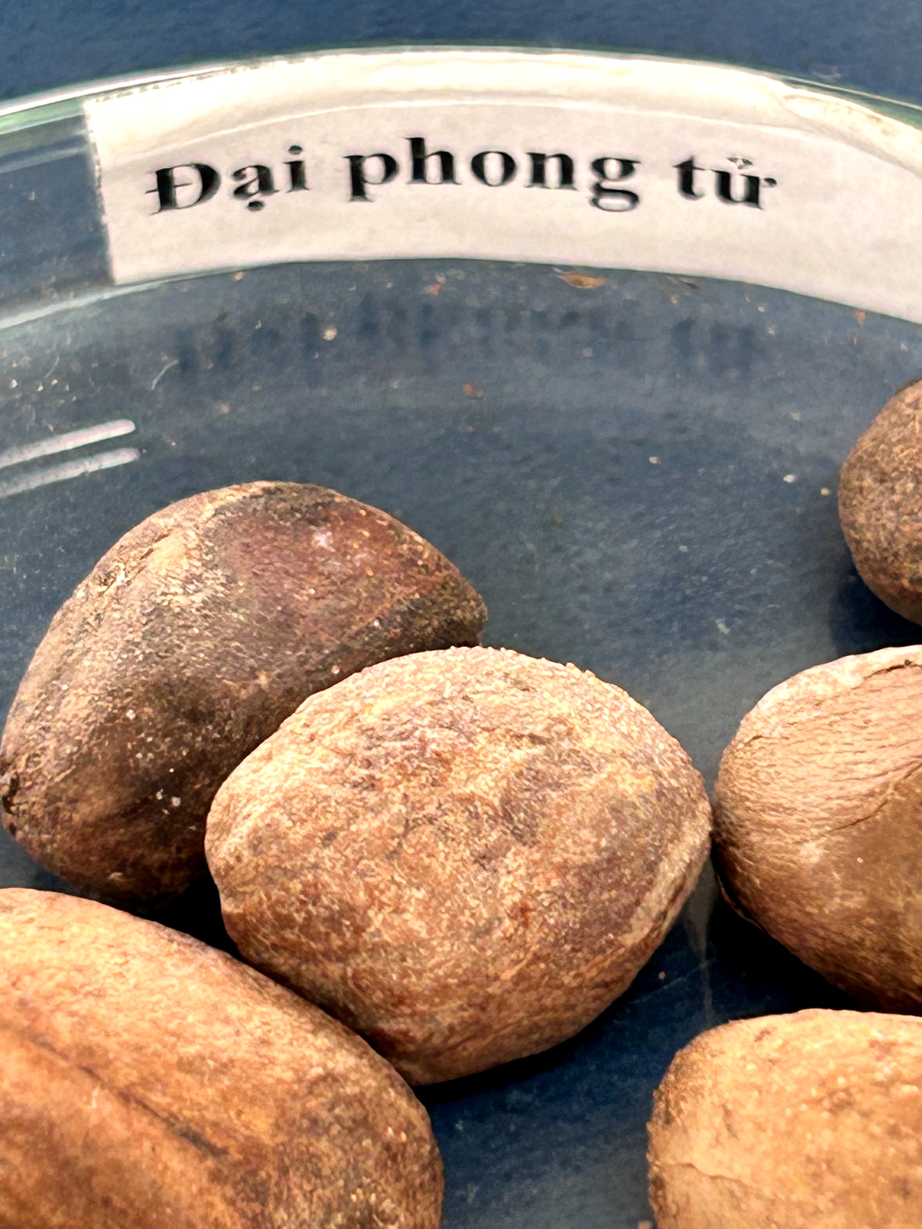 <p>đại phong tử</p>