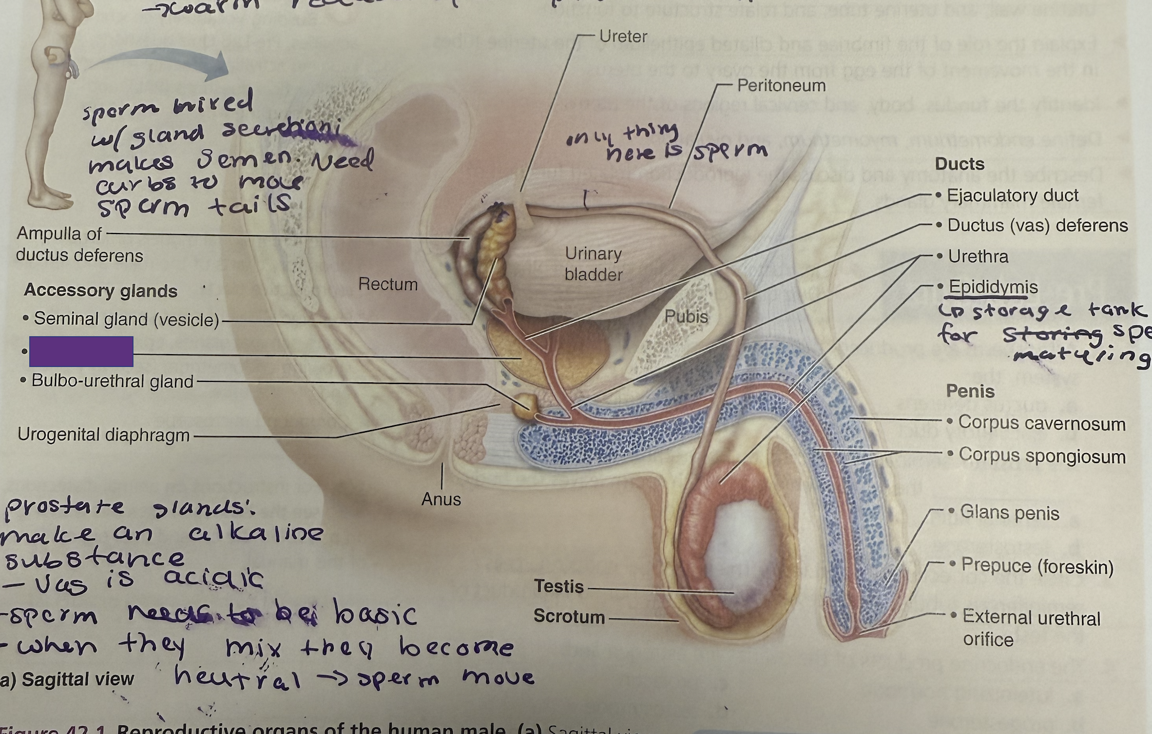 <p>What is this and its function?</p>