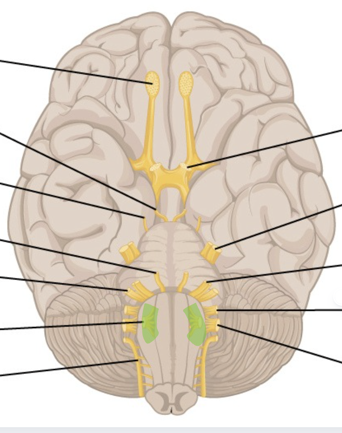 <p>CN 12</p><p>medial to 9, 10, &amp; 11</p>