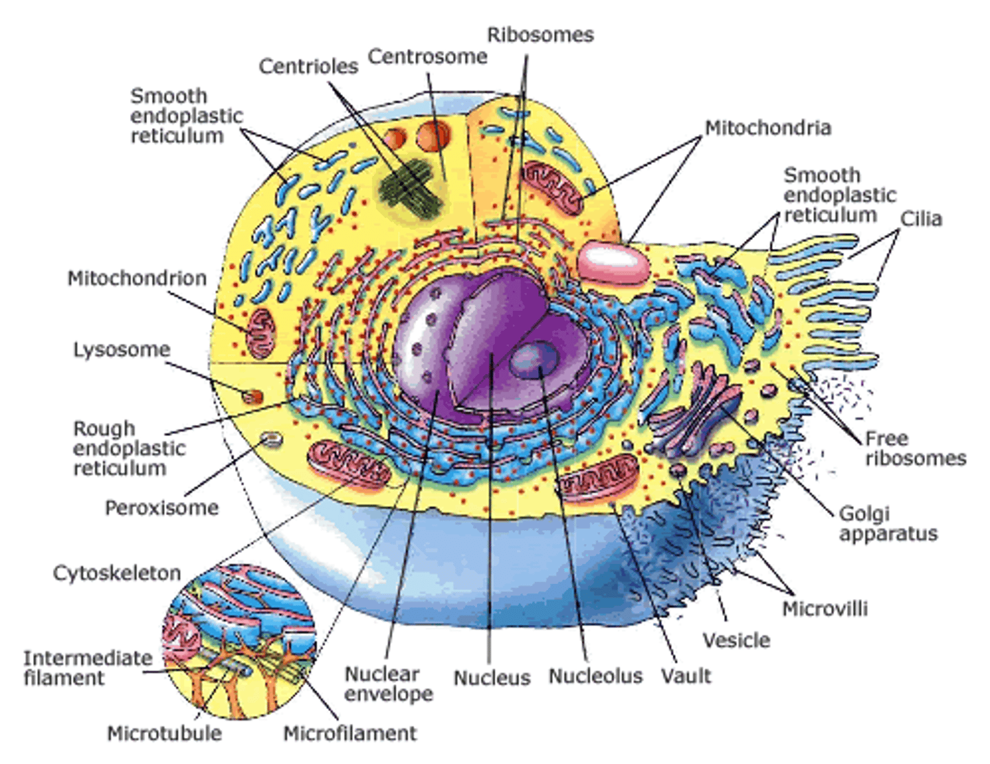 <p>A cell that has a nucleus and other membrane-bound organelles</p>