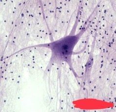 <p>?</p>