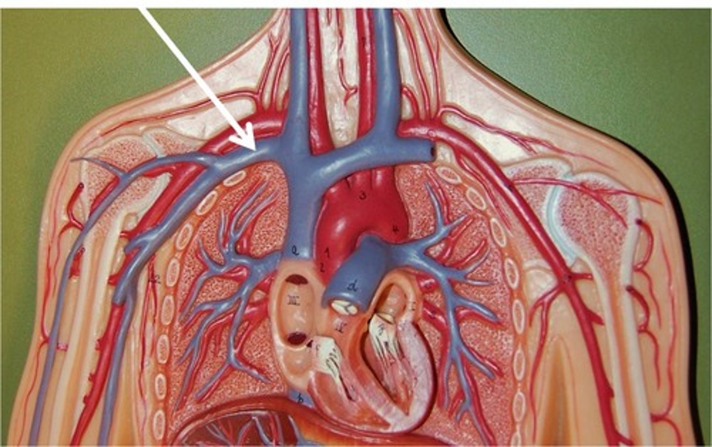 <p>these transport blood through your body. They are like little tubes.</p>