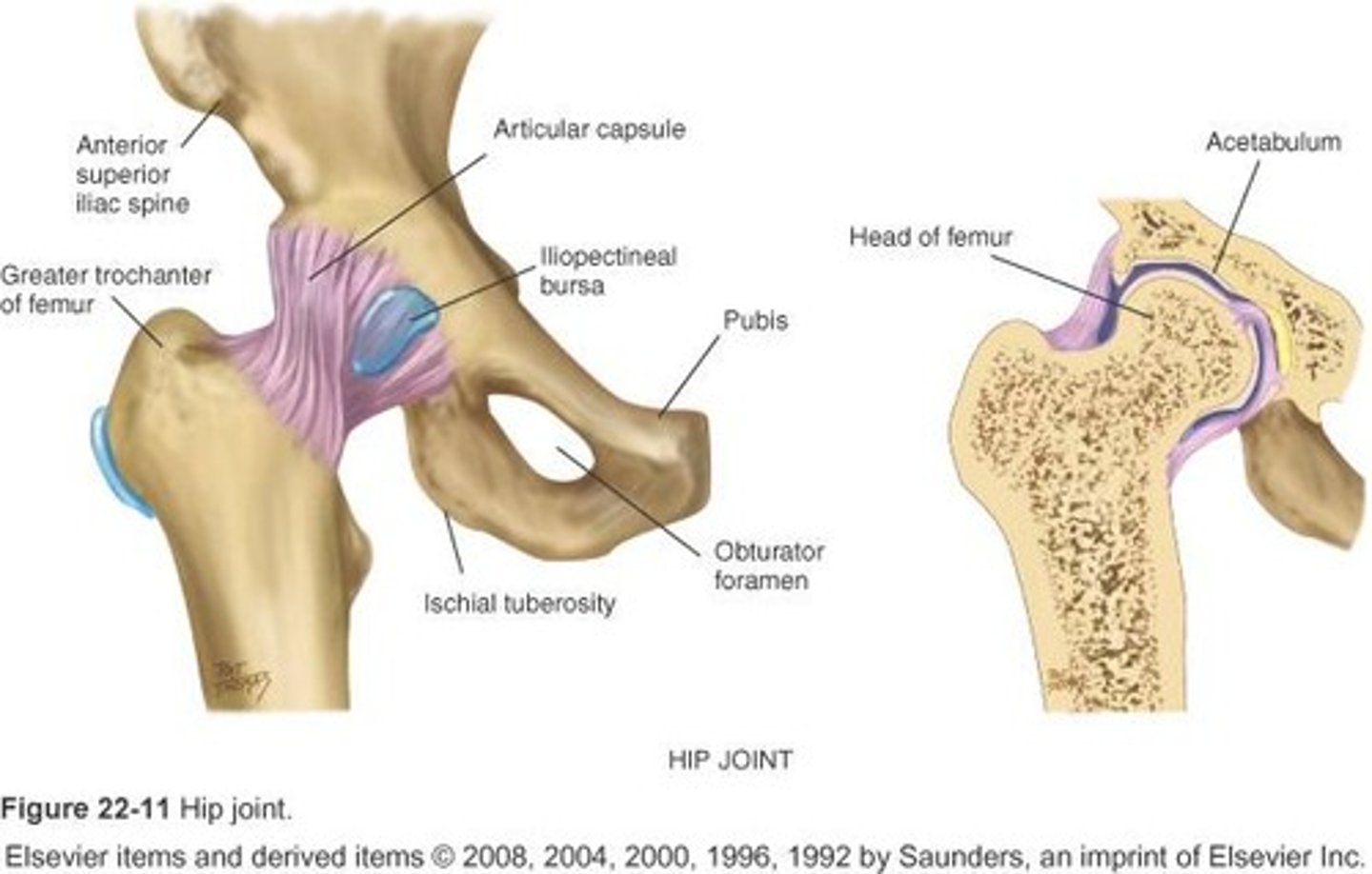 <p>multiaxial joints for flextion, extension, abduction, adduction, mediolateral roation, and circumduction</p><p>ex. hip joint</p>