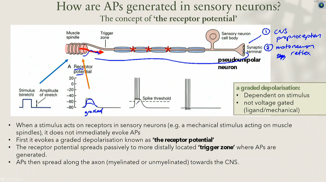 <ul><li><p>when a stimulus (e.g. a mechanical stretch acting on a muscle spindle) acts on a sensory receptor, it does not immediately trigger an action potential</p></li></ul><ol><li><p>the stimulus evokes a graded depolarisation called the receptor potential</p></li><li><p>the receptor potential spreads passively to a more distally located “trigger zone”, where action potentials are generated (if threshold is reached)</p></li><li><p>from the trigger zone, APs then propagate along the axon (myelinated or unmyelinated) toward the CNS</p></li></ol><p></p>