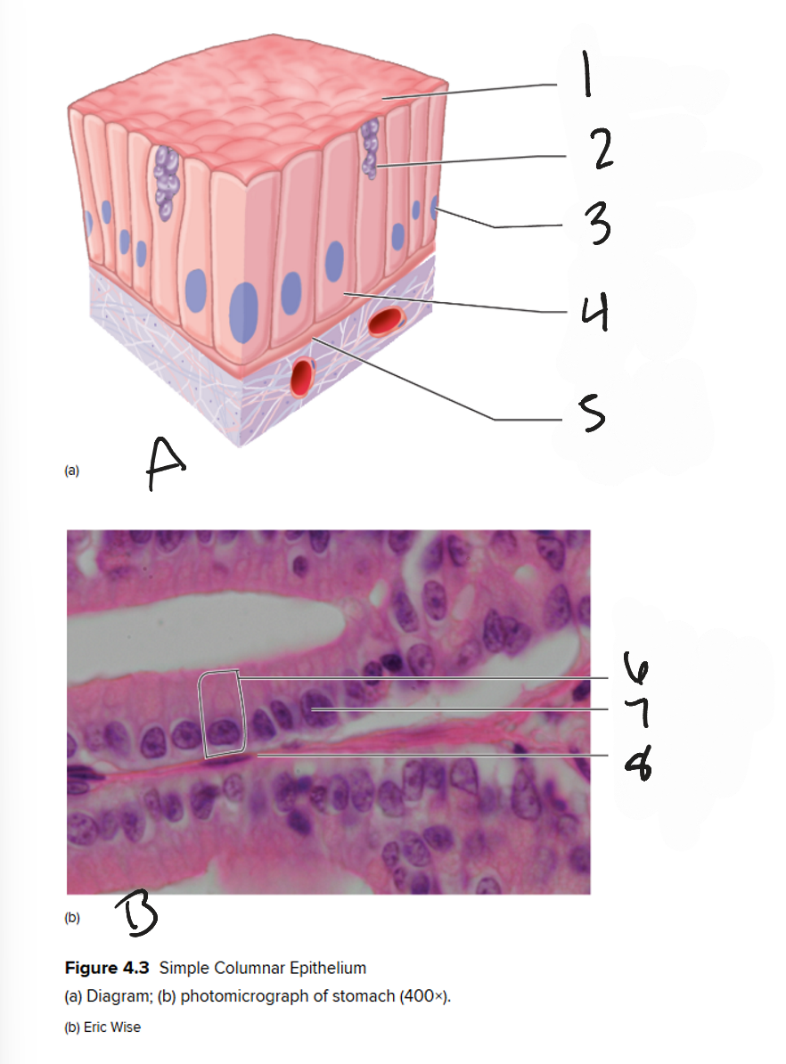 <p>B</p>