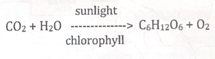<p>Anabolic</p><p>Stages: Light-dependent reactions, light-independent reactions/Calvin Cycle</p>