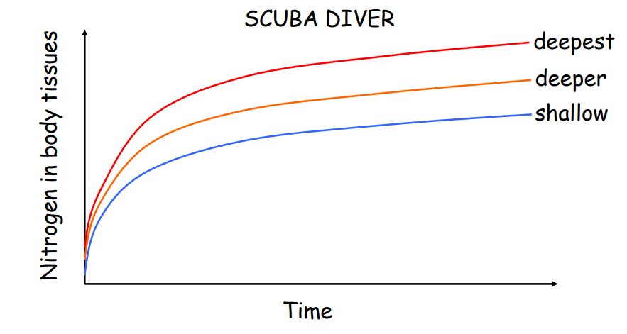<p>More nitrogen in your body’s tissues, accumulates over time until equilibrium </p><p>Function of time and depth </p>