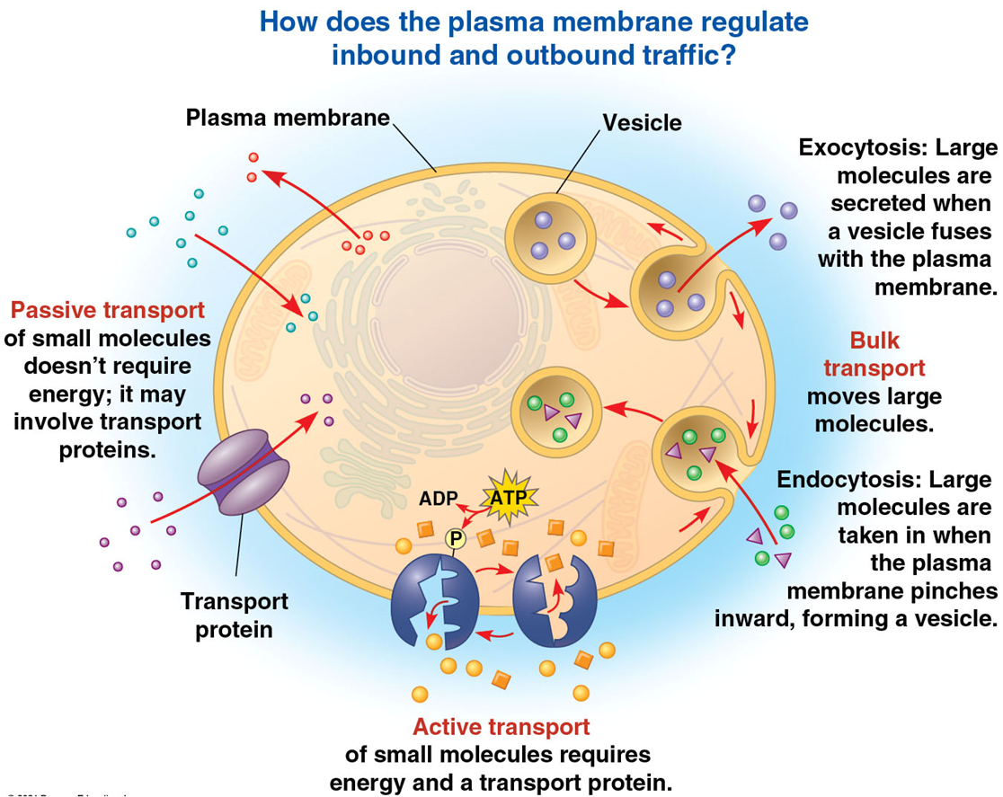 <p>Transport Across Cell Membrane</p>