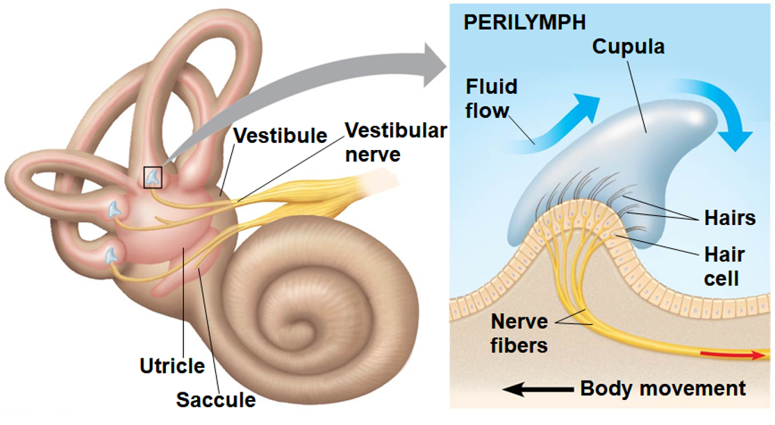<p>Organs in inner ear (2)</p>