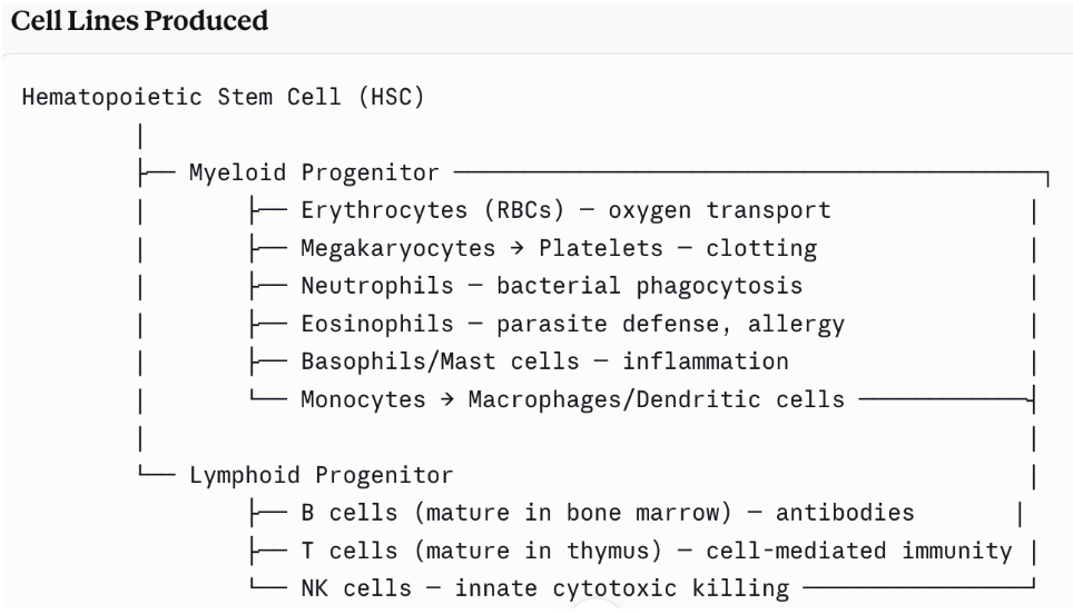 <ul><li><p><span style="background-color: transparent;">Hematopoiesis is the generation of all cellular blood components from <strong>hematopoietic stem cells (HSCs)</strong>. The RES both <em>produces</em> and <em>supports</em> this process through reticular stromal scaffolding and cytokine signaling.</span></p></li><li><p><span style="background-color: transparent;"><strong>Red bone marrow</strong> = site of adult hematopoiesis</span></p></li></ul><ul><li><p><span style="background-color: transparent;">Role of<strong> Reticular Stroma</strong></span></p></li></ul><ul><li><p><span style="background-color: transparent;">The reticular cells and fibers of the bone marrow, lymph nodes, and spleen create the microenvironmental niche (hematopoietic niche) that:</span></p></li><li><p><span style="background-color: transparent;">Physically anchors developing blood cells</span></p></li><li><p><span style="background-color: transparent;">Provides growth factors (SCF, IL-3, GM-CSF, EPO, TPO)</span></p></li><li><p><span style="background-color: transparent;">Regulates the balance between self-renewal and differentiation</span></p></li></ul><p></p>