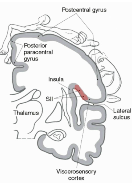 <p>Simular to motor cortex</p><ul><li><p>Sensory areas from genitals, foot and leg are on the medial hemisphere in the post paracentral gyrus. </p></li><li><p>Tongue is located laterally</p></li></ul><p>Neurons in postcentral gyrus respond to modality specific stimuli of discriminative touch, vibration, position, pain, and temperature. </p><p></p><p>Secondary somatosensory cortex (SII) is located on the medial surface of the parietal operculum. </p><ul><li><p>Has an additional crude somatosensory map</p></li><li><p>SII receives projections from SI and is also interconnected with SII of the opp. hemisphere. </p></li><li><p>Unlike SI, neurons in SII have larger bilateral receptive fields. </p></li></ul><p></p>