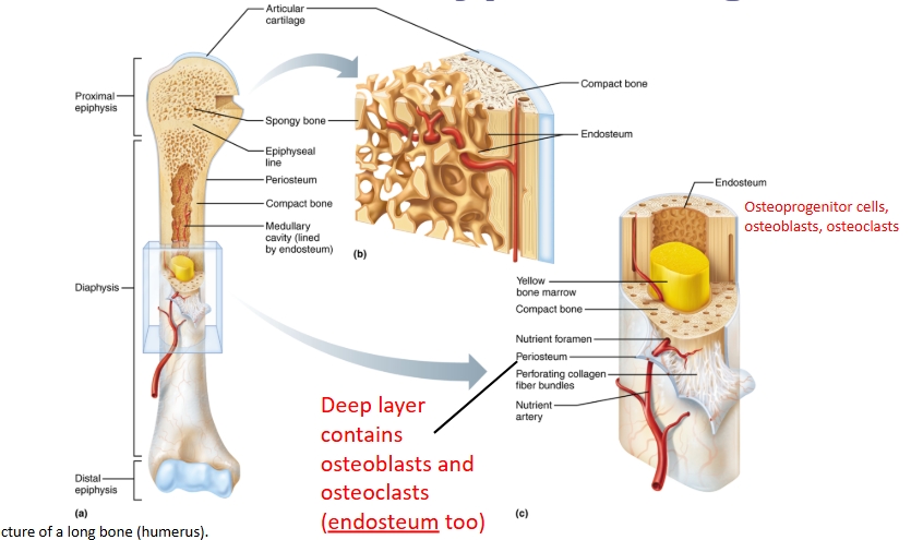 <p>Proximal and distal epiphysis on ends, middle contains diaphysis. Epiphysis contains spongy bone</p>