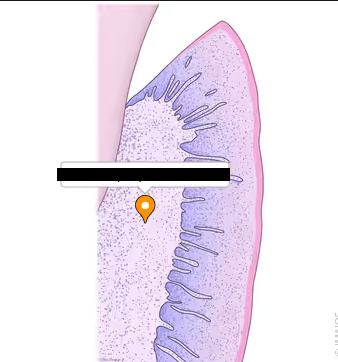<p><span style="background-color: transparent;">A highly vascular area under the epithelium in the nasal cavity (as well as all other mucous membranes in the body). The vascularization helps to provide heat and humidity to the air of the nasal cavity</span></p>