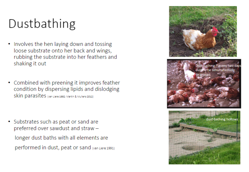 <p><strong>Behaviour</strong><br>āHen <strong>lays down</strong> and <strong>tosses loose substrate</strong> onto back and wings<br>ā<strong>Rubs substrate into feathers</strong> and <strong>shakes it out</strong><br>āOften <strong>performed with preening</strong></p><p><strong>Functions</strong><br>āImproves <strong>feather condition</strong><br>āDistributes <strong>lipids</strong> and removes <strong>skin parasites</strong></p><p><strong>Substrate Preference</strong><br>ā<strong>Peat or sand</strong> preferred over sawdust or straw<br>āLonger dustbaths with all elements performed in <strong>peat or sand</strong></p><p><strong>Frequency & Social Aspect</strong><br>āOccurs <strong>~every 2 days</strong><br>āCan be performed <strong>simultaneously in groups</strong></p><p><strong>Key Point</strong><br>āDustbathing is a <strong>natural maintenance behaviour essential for feather health and welfare</strong></p>