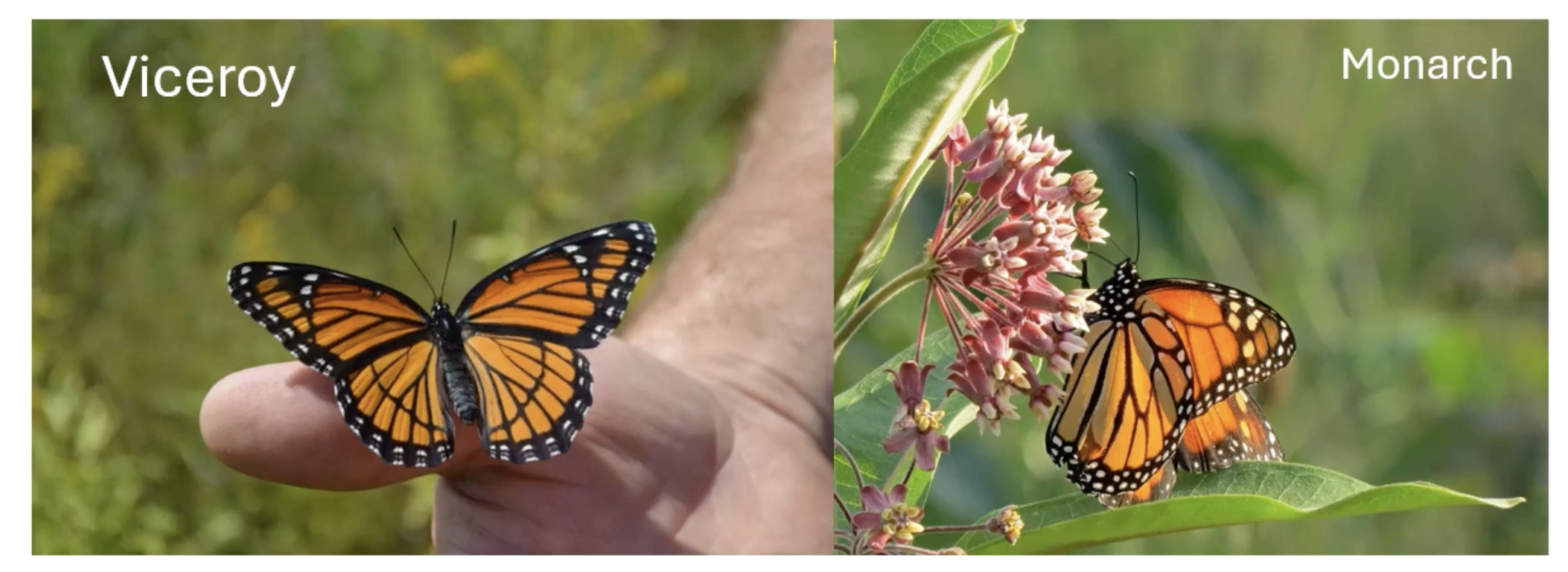 <p>viceroys and monarchs</p>
