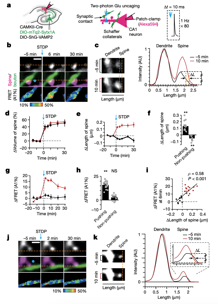 <p><strong>Figure 4A–F and J–K:</strong> How did researchers compare pushing and non-pushing spine–bouton pairs?</p>