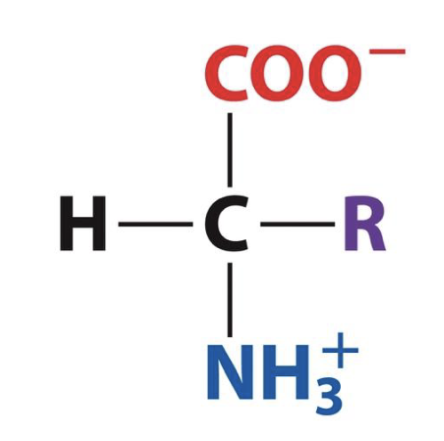 <p>isolated amino acid has both a positive and negative charge</p>