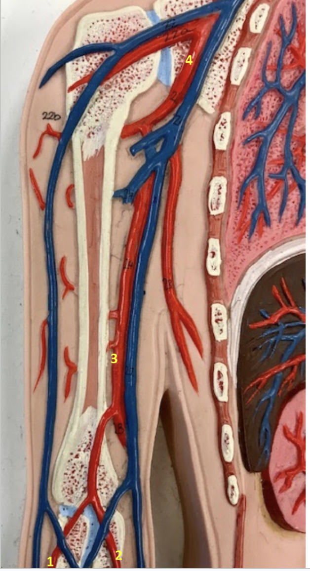 <p>Arm</p><p>1.Right radial artery (on thumb side)</p><p>2. Right ulnar artery (on pinky side)</p><p>3. Right brachial artery</p><p>4. Right axillary artery</p><p></p>