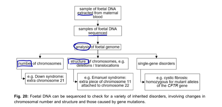 <ul><li><p>Genetic screening is the analysis of a person’s DNA to check for presence of one or more alleles that are associated with disease </p></li><li><p>samples of DNA can be obtained for testing from embryos, newborn babies, children and adults</p></li><li><p>some screenings can be carried out before a baby is born </p></li></ul><p></p>