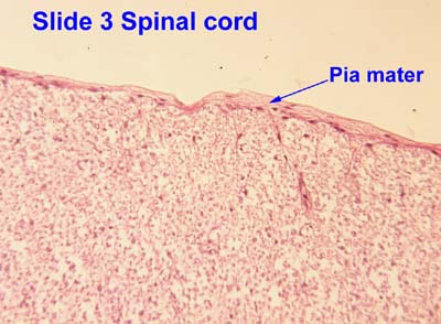 <p>Looks similar to thin keratin or collagen, thin layer around grey matter in brain and white matter in spine</p>