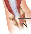 <p>What is the weak synergist muscle for elbow extension that assists the triceps </p>