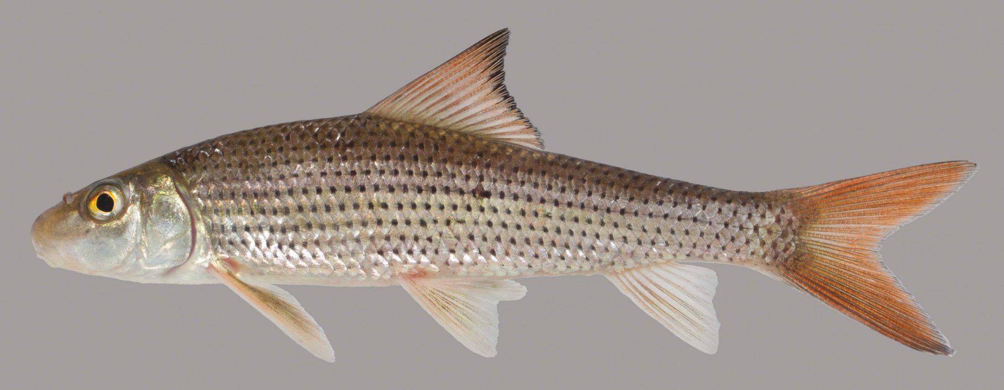<p>Rows of dark spots, Single dorsal fin</p>