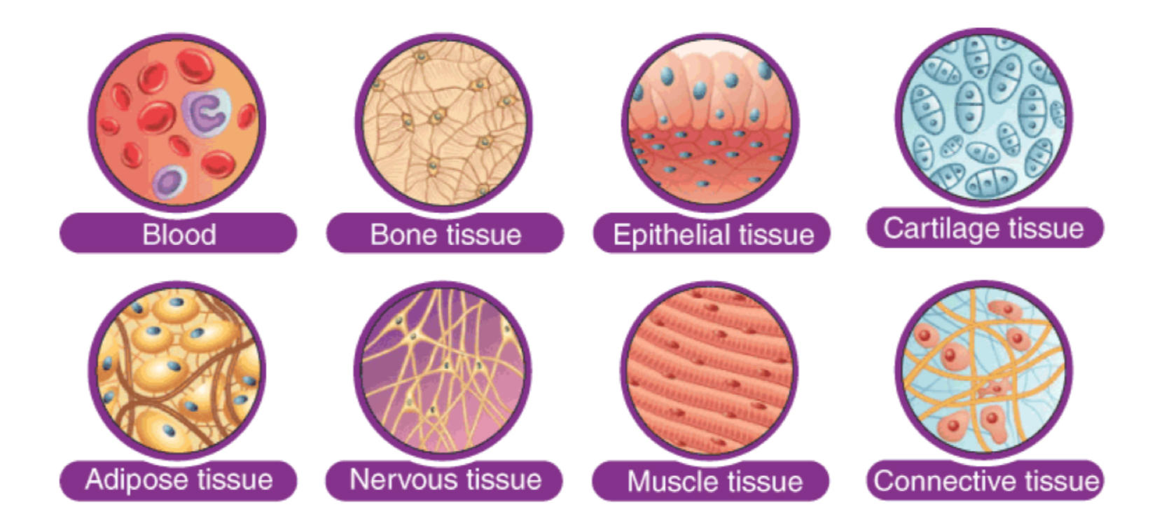 <ul><li><p>Blood</p></li><li><p>Bone tissue</p></li><li><p>Epithelial tissue</p></li><li><p>Cartilage tissue </p></li><li><p>Adipose tissue</p></li><li><p>Nervous tissue</p></li><li><p>Muscle tissue </p></li><li><p>Connective tissue </p></li></ul><p></p>