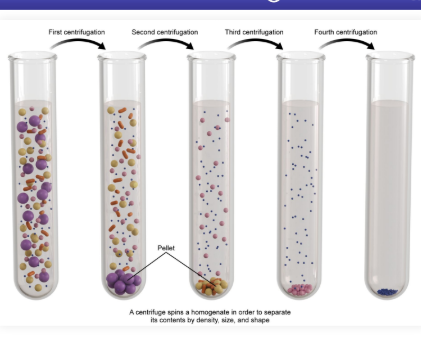 <ul><li><p>Separating solutes in a given solvent based on size and density</p></li><li><p>Test tubes filled are subjected to several rounds of centrifugation, with each round increasing centrifugal forces</p></li><li><p>Each step selectively pellets components within a specific size or density range</p></li><li><p><strong>Pellet</strong>: The components which have sedimented to the bottom of the tube</p></li><li><p>Allows for the fractionation of cell organelles and macromolecules</p></li></ul><p></p>