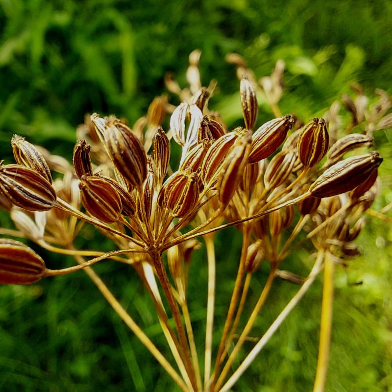 <p><strong>Common name</strong>: Caraway</p><p><strong>Part used</strong>: Seeds (dried fruit)</p><p><strong>Uses</strong>: Digestive aid, indigestion, irritable bowel syndrome, obesity, constipation</p><p><strong>Constituents</strong>: <strong>D-Carvone, D-Limonene (monoterpenes; volatile oil)</strong></p>