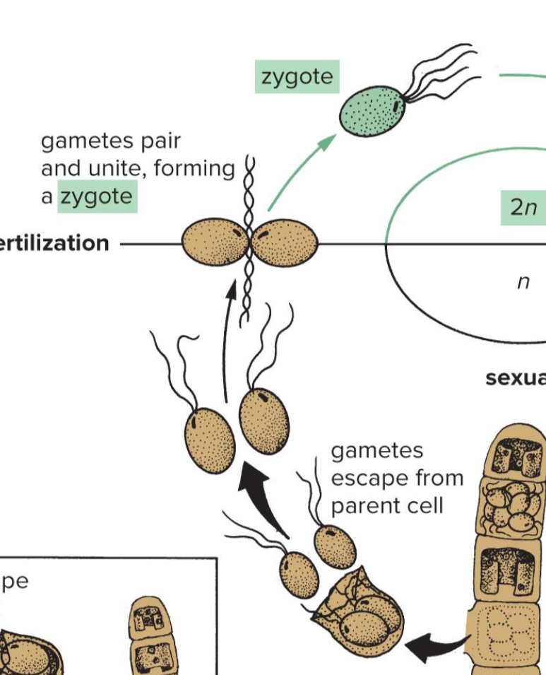 <p>What does each new cell produce during the life circle of Ulothrix?</p>
