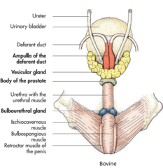 <p>1. ampulla</p><p>2. vesicular gland</p><p>3. body of the prostate (small compared to equine)</p><p>4. bulbourethral gland (small compared to equine)</p>