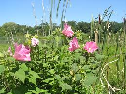 <p><strong>(<em>Hibiscus moscheutos</em>)</strong> – Large showy pink to white flowers (often with red center), tall herbaceous plant with soft hairy leaves. Found in wetlands, marsh edges, and along streams. <strong>Autotroph.</strong><br><strong>Uses:</strong> Ornamental; flowers attract pollinators. Young leaves/shoots sometimes eaten cooked (mucilaginous, like okra relatives).</p>