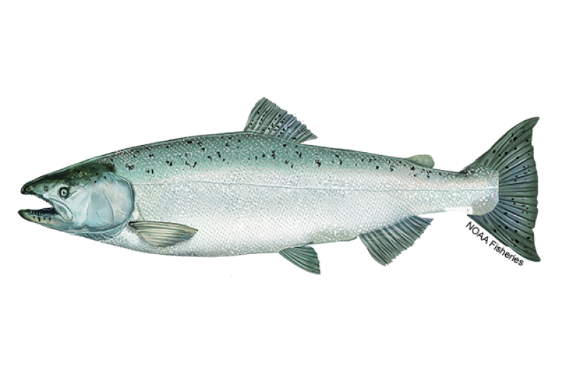 <ul><li><p>Largest Pacific salmon species, first introduced into the Great Lakes in 1873</p></li><li><p>30-48 inches</p></li><li><p>Eat fish </p></li><li><p>Fun fact: were extensively stocked in the 1960s to control overabundant alewife after </p></li></ul><p></p>