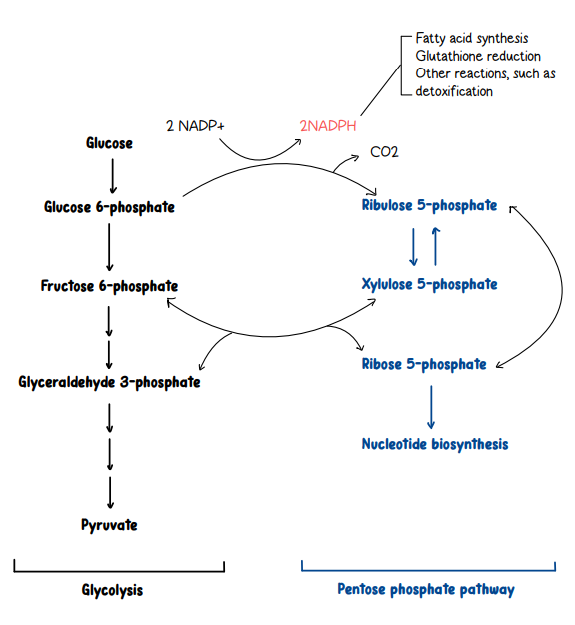 <p><span style="background-color: transparent;">-Produces <strong>NADPH </strong>(fatty acid synthesis &amp; antioxidant defense) and <strong>ribose-5-phosphate </strong>(DNA/RNA synthesis) in the cytosol.</span></p><p><span style="background-color: transparent;">-Glucose-6-phosphate dehydrogenase (G6PD) deficiency: ↓ NADPH → oxidative stress → hemolytic anemia (destroy red blood cells)</span></p>