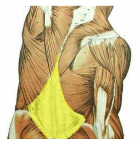 <p>What is the highlighted muscle?</p>