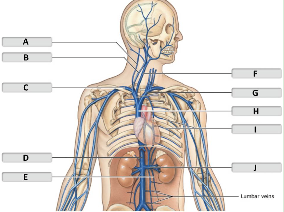 <p>renal vein </p>