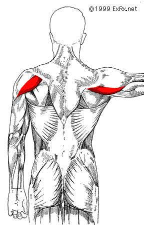 <p>What muscle that moves the arm?</p>