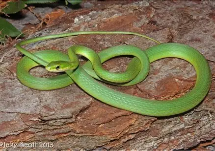 <p>What Reptile is this?</p>