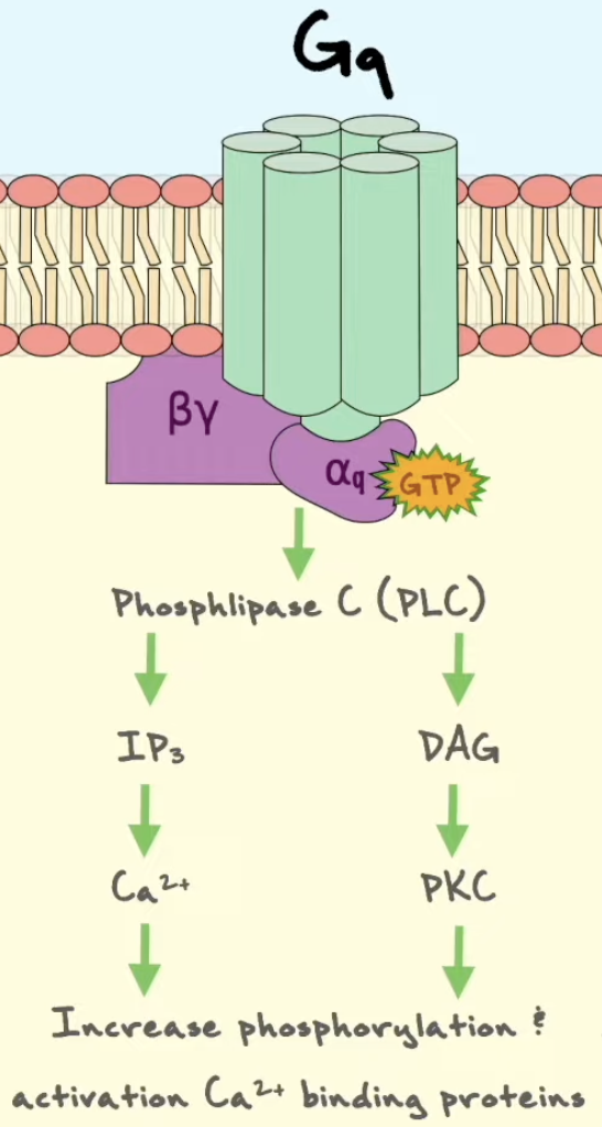<p>Når et ligand aktiverer en <strong>Gq-koblet GPCR</strong>, fungerer reseptoren som GEF for <strong>Gαq</strong>. Gαq slipper GDP og binder GTP. Aktiv <strong>Gαq-GTP</strong> aktiverer <strong>PLCβ</strong>, phospholipase Cβ, i plasmamembranen.</p><p><strong>PLCβ</strong> spalter membranlipidet <strong>PIP2</strong> til to second messengers: <strong>IP3</strong> og <strong>DAG</strong>. <strong>IP3</strong> er vannløselig og diffunderer gjennom cytosol til ER. Der binder IP3 til <strong>IP3-styrte Ca²⁺-kanaler</strong> i ER-membranen. Kanalene åpnes, og <strong>Ca²⁺ frigjøres fra ER til cytosol</strong>.</p><p><strong>DAG</strong> blir værende i plasmamembranen. Sammen med økt Ca²⁺ kan DAG aktivere <strong>PKC</strong>, protein kinase C. Ca²⁺ kan også aktivere andre signalveier, særlig via <strong>calmodulin</strong>.</p><p></p><p><strong>Process line:</strong><br>Gq-GPCR → Gαq-GTP → PLCβ aktiveres → PIP2 spaltes til IP3 + DAG → IP3 åpner Ca²⁺-kanaler i ER → Ca²⁺ øker i cytosol → PKC og calmodulin-veier aktiveres</p>