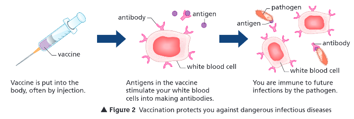 <p>What does vaccination involve?</p>