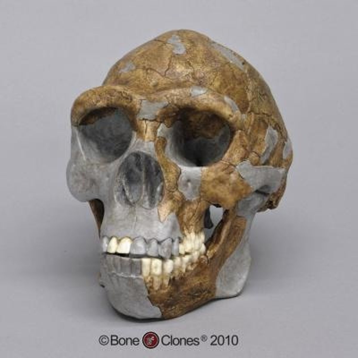<p>1.8mya - 300,000 ya 750-1250cc brainsize, prominent brow ridges, no sagittal crest, used Acheulean tools (choppers, hand-axes, scrapers) used fire, improvement of communication</p>