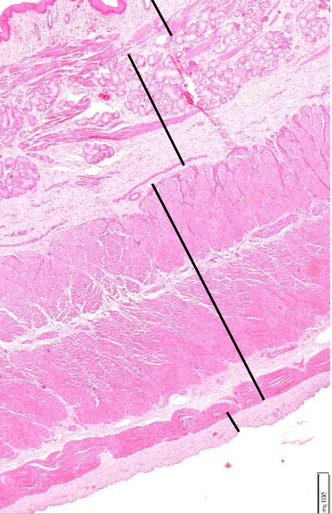 <p>welke structuur op iedere streep</p>